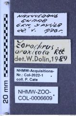 Etikette zu Zorochros (Zorochros) araxicola (Reitter, 1895) (NHMW-ZOO-COL-0006609)